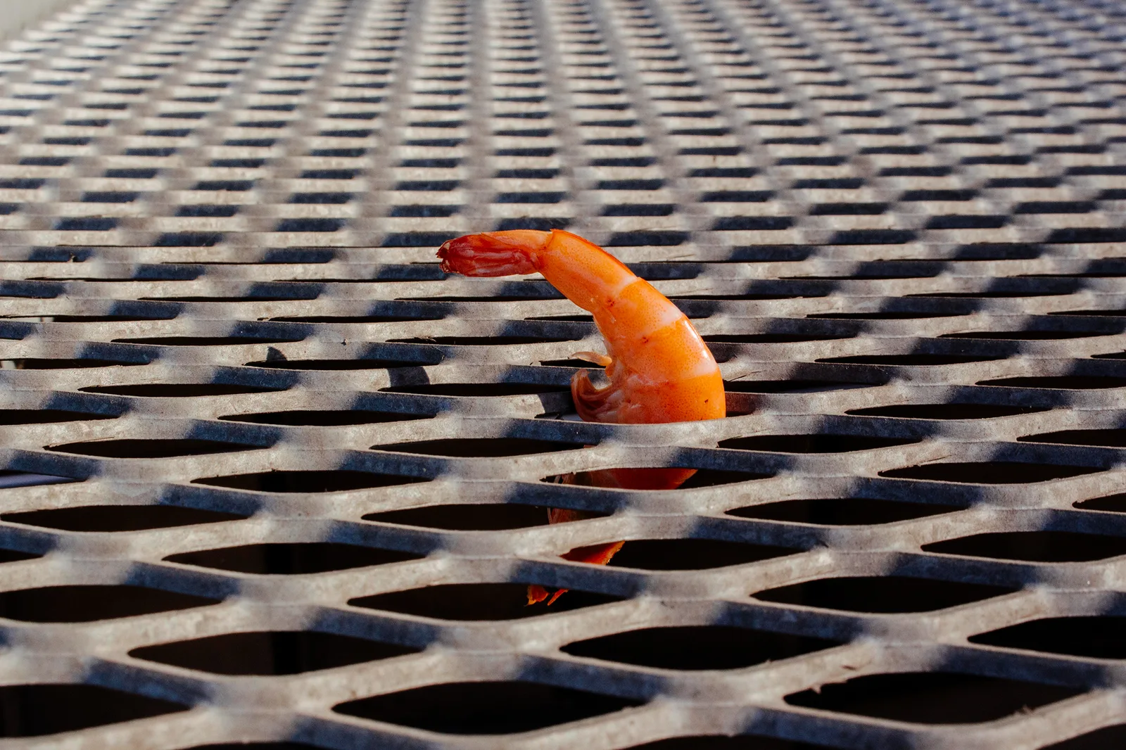 fish 5