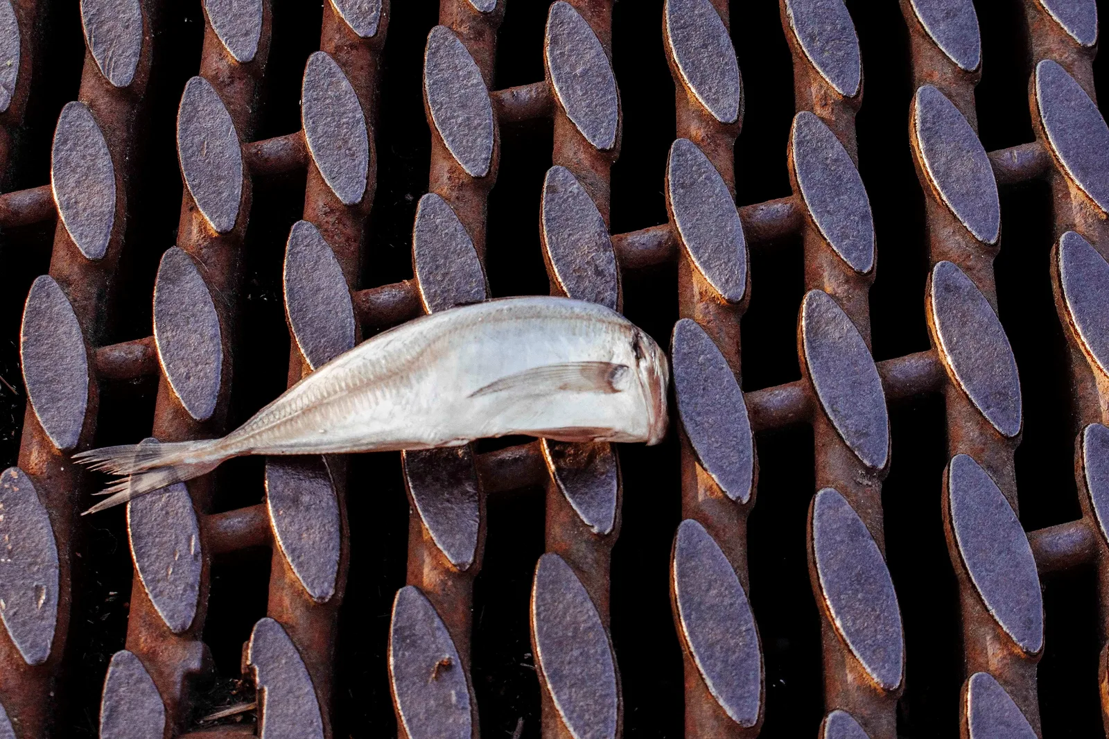 fish 6